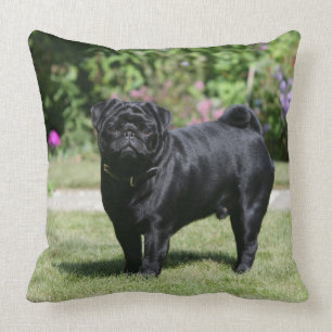 Almofada Pug preto que está de vista a câmera