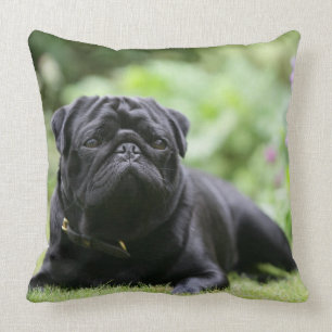 Almofada Pug preto que estabelece