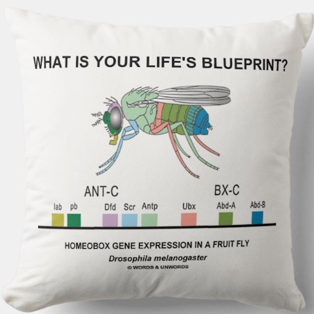 Almofada Que é o modelo da sua vida? (Genes do Homeobox) (Throw pillow featuring the Hox genes of the fruit fly along with the existential biological query)