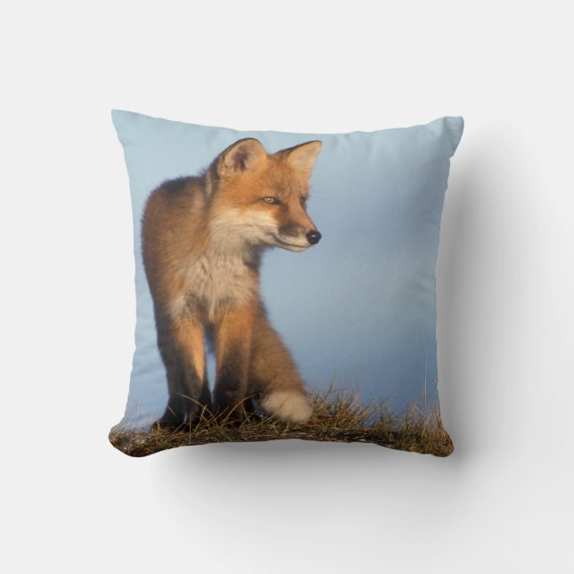 Almofada raposa-vermelha, Vulpes vulpes (Frente)