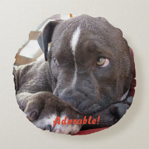 Almofada Redonda Baby Pitbull Puppy
