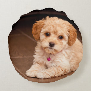 Almofada Redonda Bebês de poodle maltês ou cão maltipoo