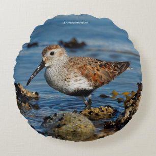 Almofada Redonda Belo Dunlin Sandpiper na praia de Primavera