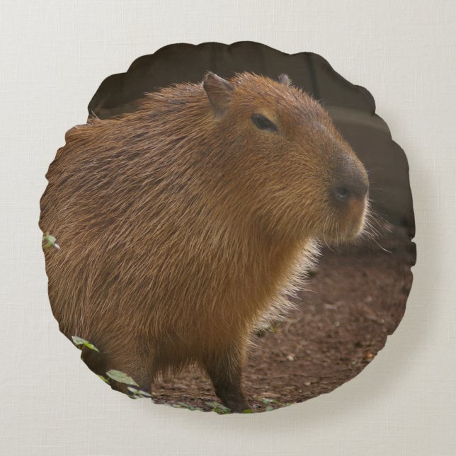 Almofada Redonda Capybara (Frente)