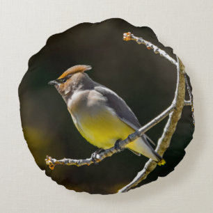 Almofada Redonda Cedar Waxwing Songbird Original Foto de Pássaro Se