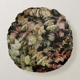 Almofada Redonda Crassula perforata
