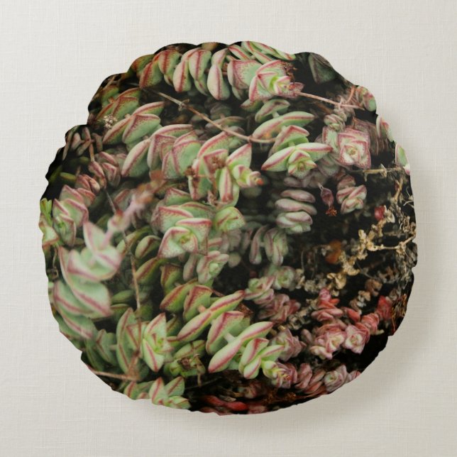 Almofada Redonda Crassula perforata (Frente)