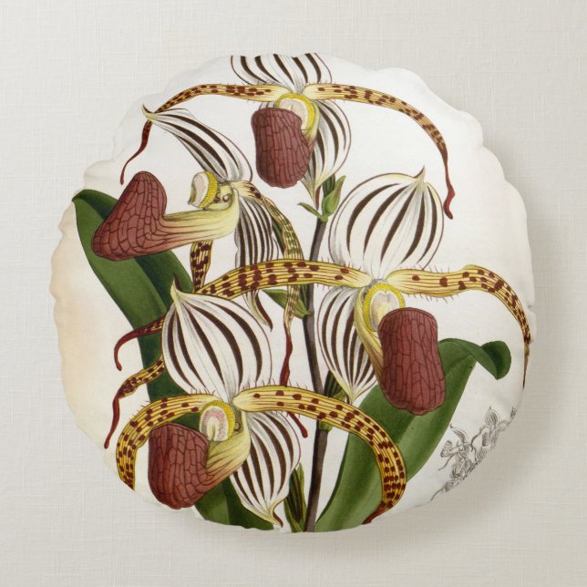 Almofada Redonda Cyprepedium Stonei Vintage Lindenia Orchid (Frente)