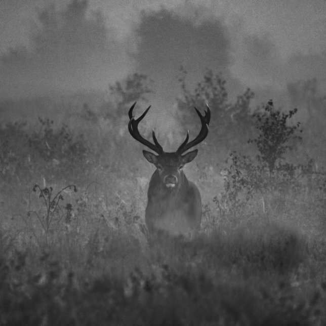 Almofada Redonda Deer In The Mist (Criador carregado)