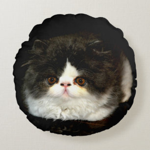Almofada Redonda Foto de gata-gata branca-branca-gata-branca-branca