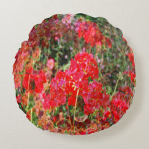 Geraniuns em chamas...