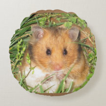 hamster sírio