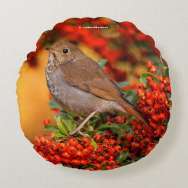 Almofada Redonda Hermit Thrush Songbird no Scarlet Firethorn