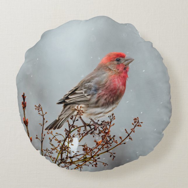 Almofada Redonda House Finch in Snow - Foto original (Verso)