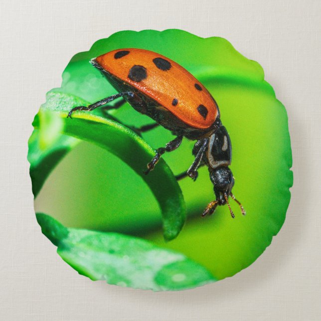 Almofada Redonda Ladybug Macro Round Throw Pillow Nature Decor (Frente)