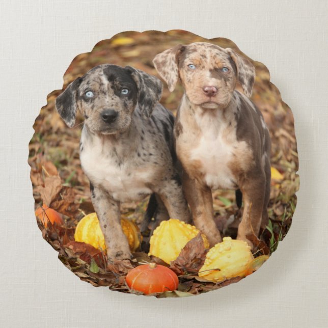 Almofada Redonda Louisiana Catahoula Puppies Com Pumpkins (Frente)