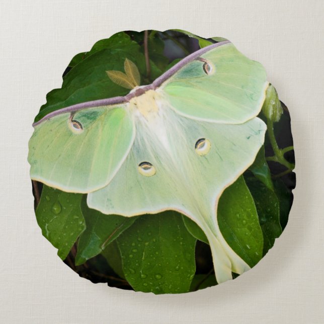 Almofada Redonda Mariposa Luna em Clematis Carnaby (Frente)