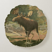 Moose Caminhando na Água