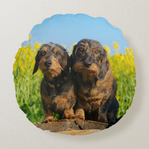 Almofada Redonda O Dachshund bonito persegue a foto do retrato de