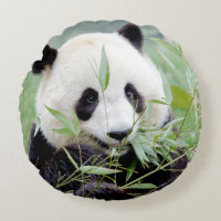 Panda gigante da fotografia do travesseiro.