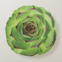 Primavera de Cactus Suculentos Verde