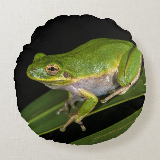 Almofada Redonda Rã-verde (Hyla cinerea) 2 (Frente)
