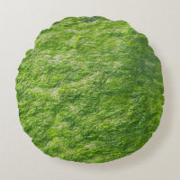 Sea Moss Green Nature Grass Beach NIMO