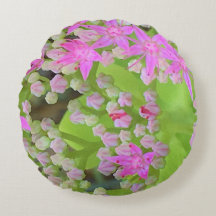 Sedum Suculto Rosa Quente com Folhas Verdes Inchad