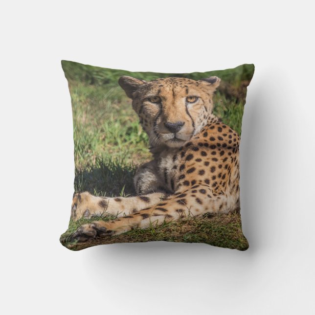 Almofada Relaxando Cheetah (Frente)