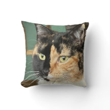 Ruby, Tortie e White, de seis anos