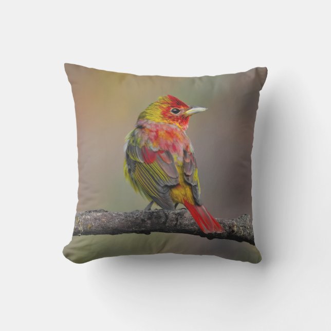 Almofada Scarlet Tanager Molting - Fotografia original (Frente)