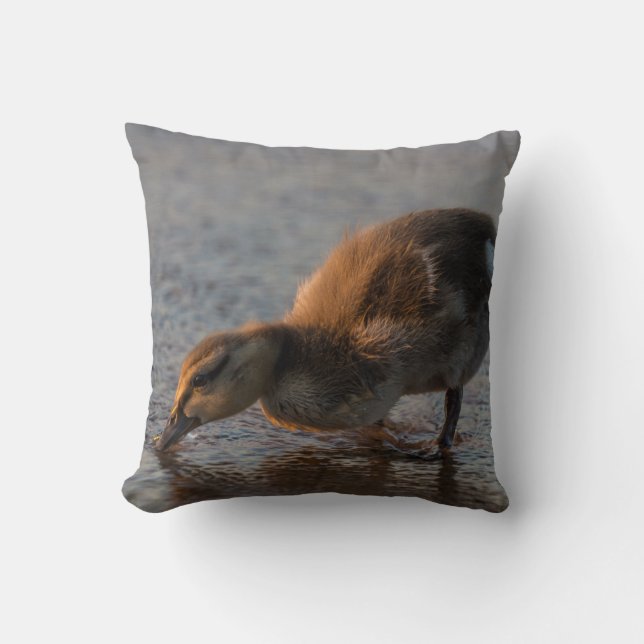 Almofada Sesty Baby (Frente)