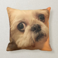 Shihtzu