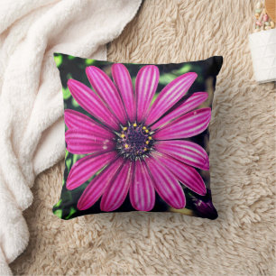 Almofada Solteiro Purple African Daisy Flower  