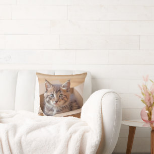 Almofada Tabby Kitten Na Caixa De Cartão