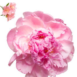 Almofada Throw Pillow