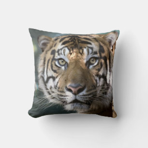 Almofada Tigre-de-sumatra-macho (Panthera tigris sumatrae)