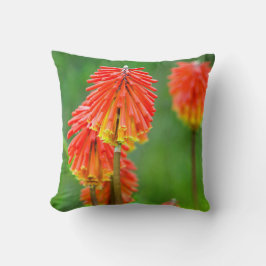 Almofada Torcida Lírio (Kniphofia Uvaria), Western Cape