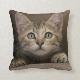 Almofada Um gatinho muito doce do gato malhado
