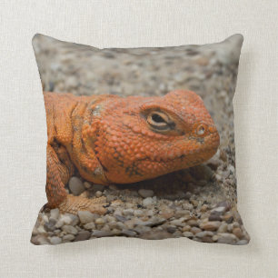 Almofada Uromastyx geyri