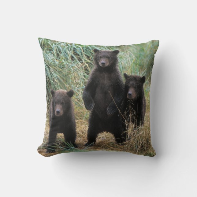 Almofada urso pardo, Ursus arctos, urso cinzento, Ursus 7 2 (Frente)
