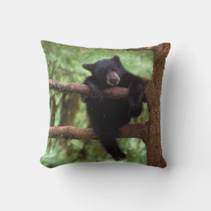 Almofada urso preto, Ursus americanus, filhote em uma árvor