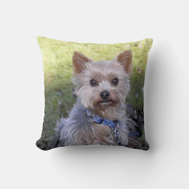 Almofada Yorkie com colarinho azul (Frente)