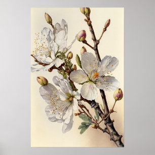 Almond Blossomo Flor Impressão
