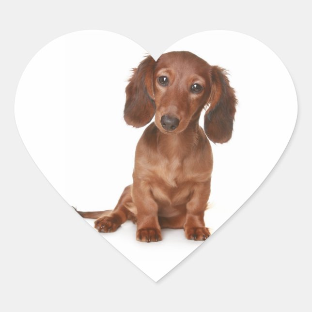 Alô Dachshund Puppy Dog Sticker / Etiqueta (Frente)