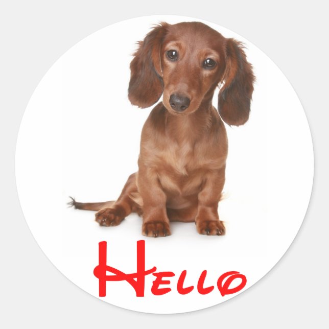 Alô Dachshund Puppy Dog Sticker / Etiqueta (Frente)