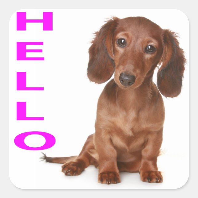 Alô Dachshund Puppy Dog Sticker / Etiqueta (Frente)