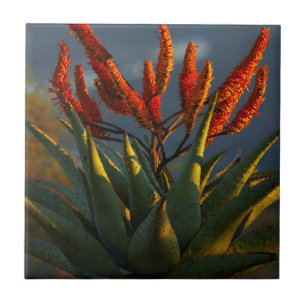 Aloe da Montanha (Aloe Marlothii Berger)