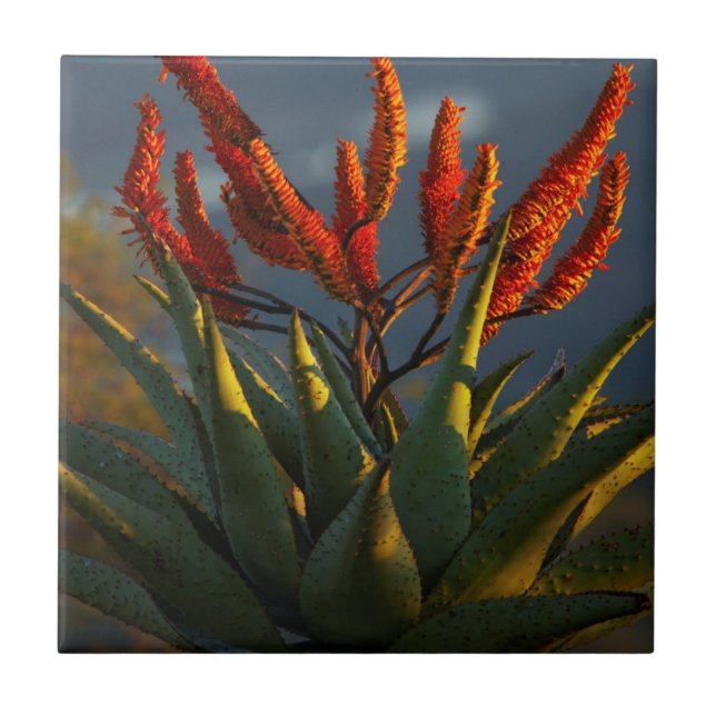 Aloe da Montanha (Aloe Marlothii Berger) (Frente)