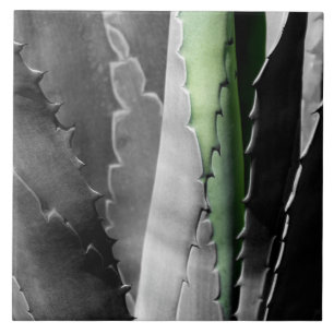 Aloe - Foto de Arte Macrofina a Preto e Branco